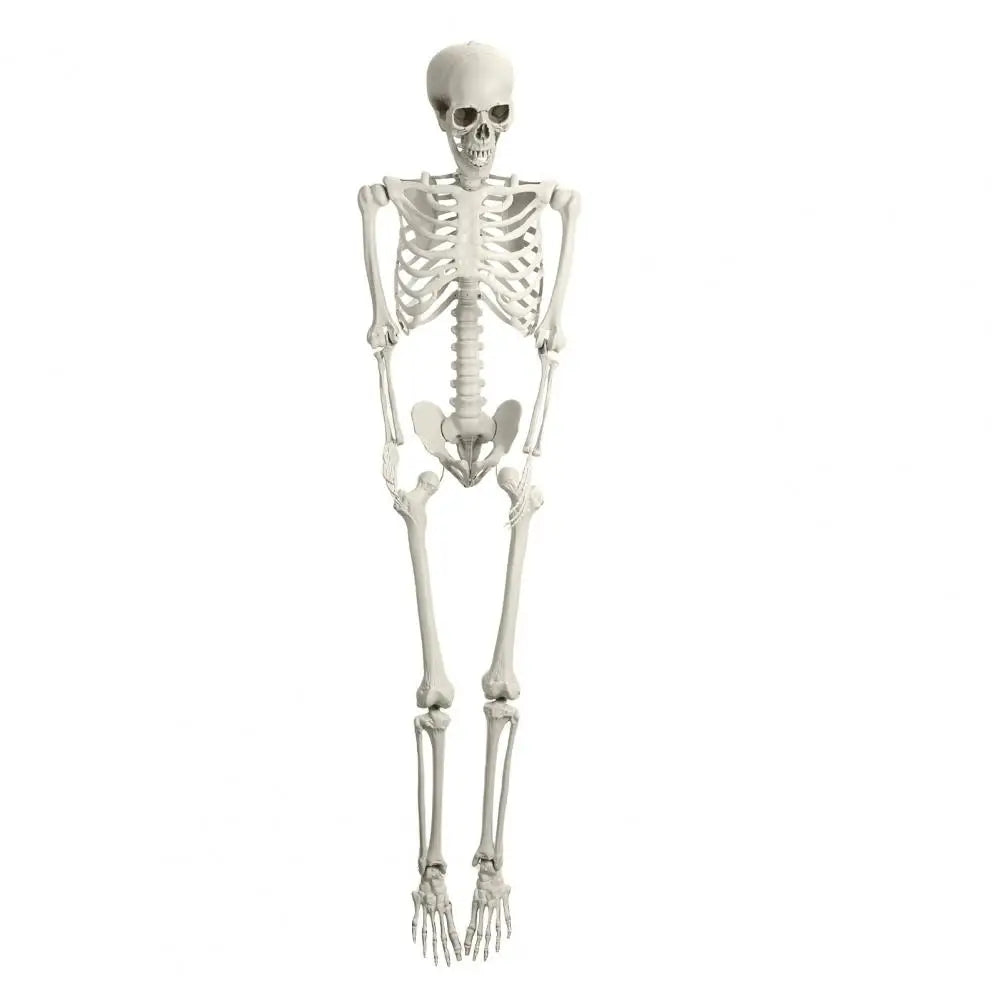 5.4FT Poseable Skeleton Prop Life Size Movable Joint Halloween Decoration