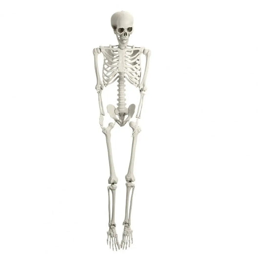 5.4FT Poseable Skeleton Prop Life Size Movable Joint Halloween Decoration