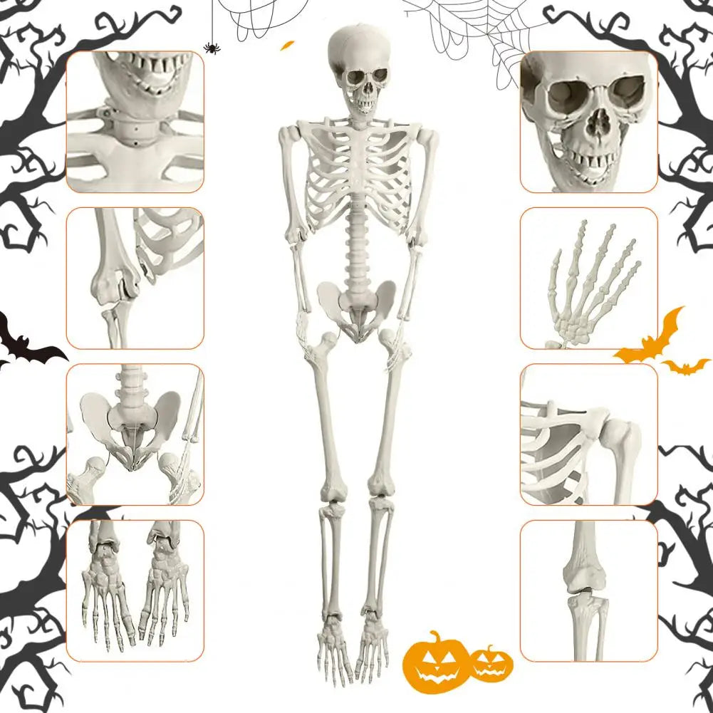 5.4FT Poseable Skeleton Prop Life Size Movable Joint Skeleton Decoration Halloween Party Supplies