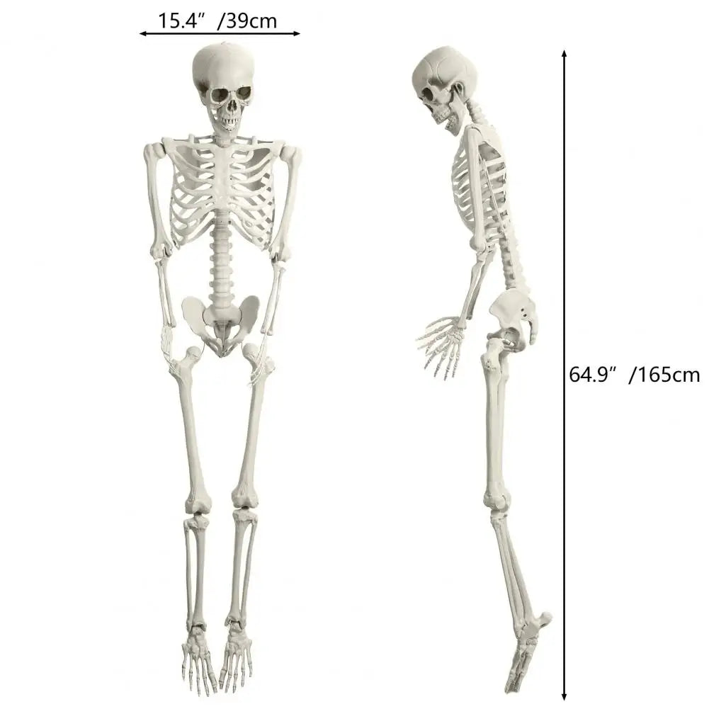 5.4FT Poseable Skeleton Prop Life Size Movable Joint Skeleton Decoration Halloween Party Supplies