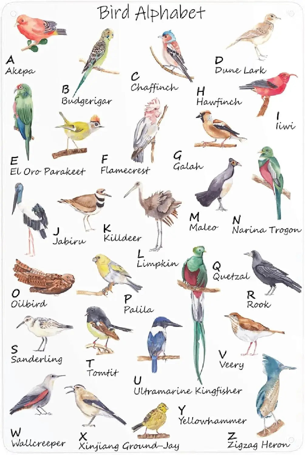 Turkey Metal Poster Sign Decor For Kids Children Boys Girls Decorations Aluminum 12x8 Inch Posters for Gifts for Bar A