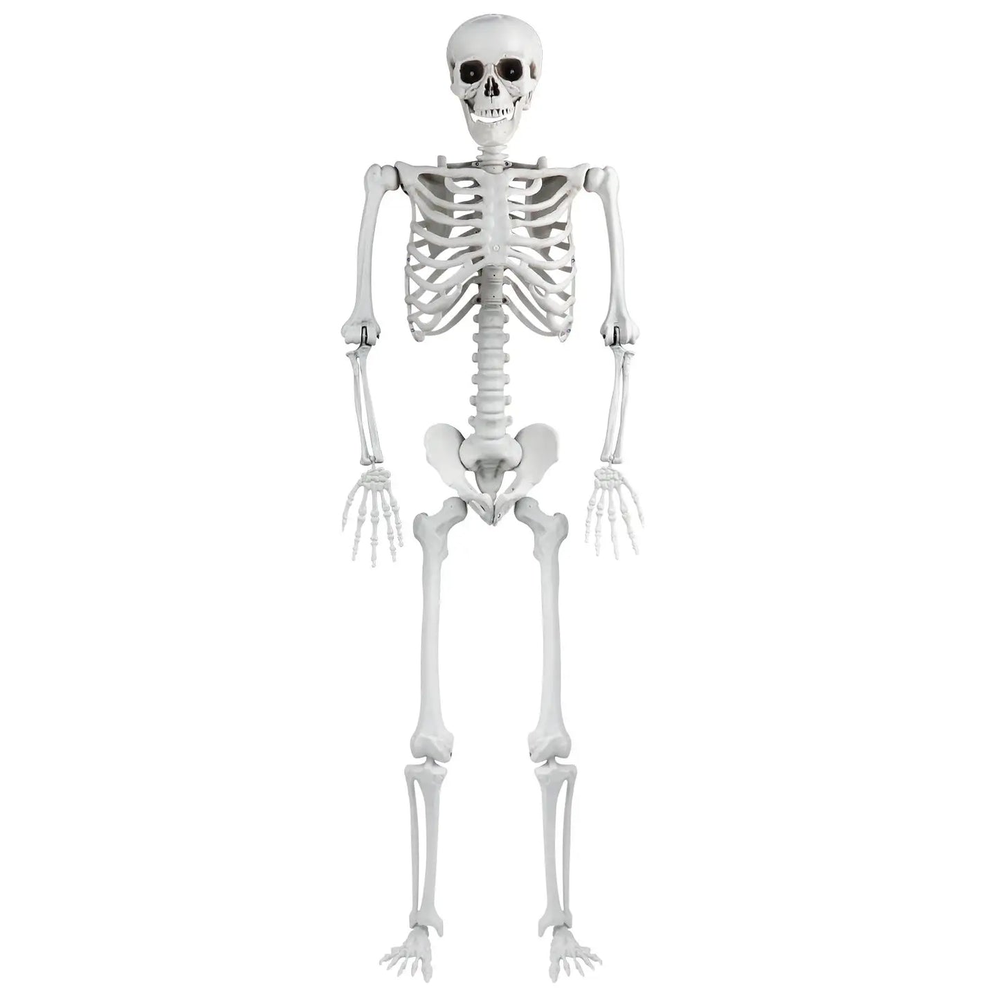 165cm Realistic Plastic Halloween Skeleton Decoration with Adjustable Joints for Home Ornament