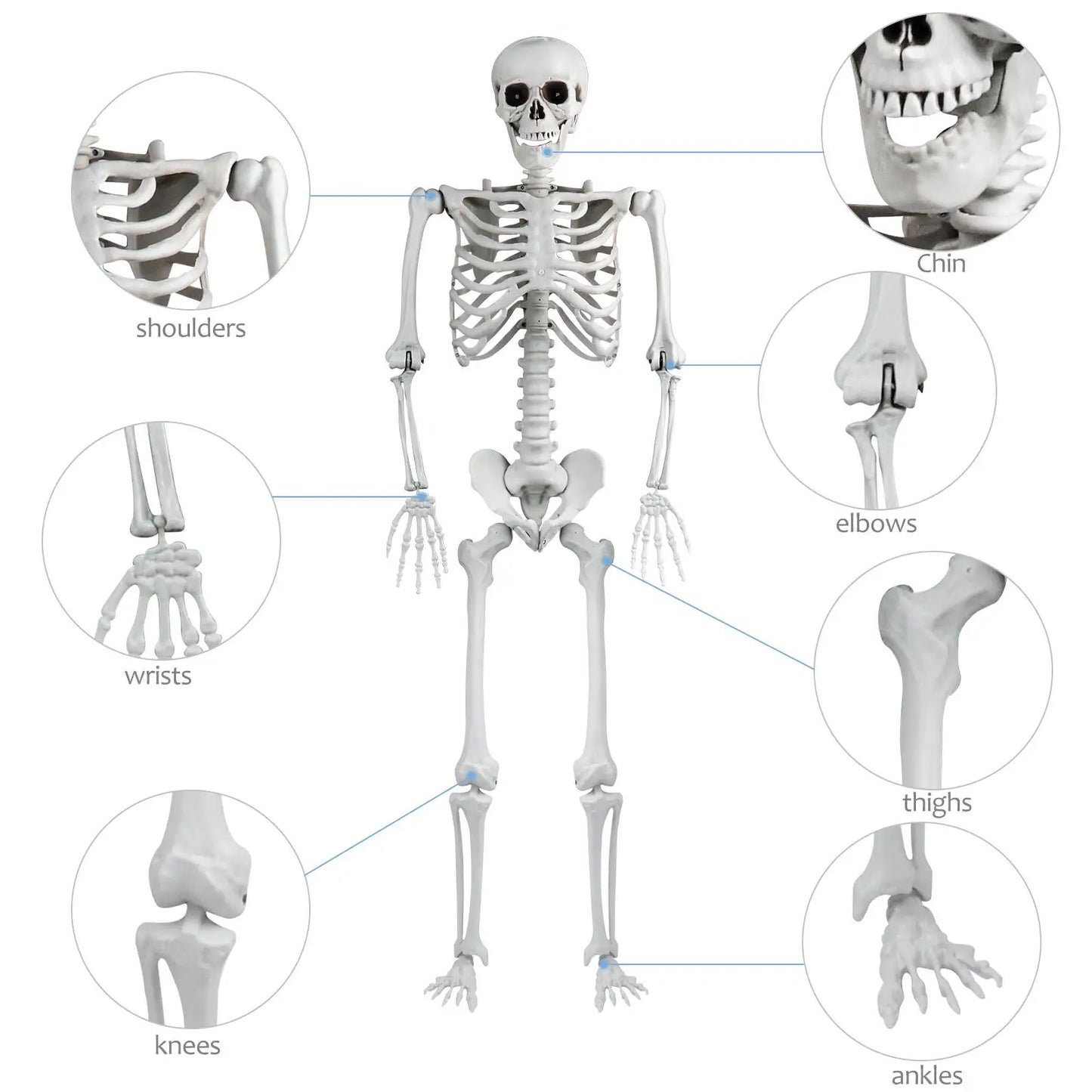 165cm Realistic Plastic Halloween Skeleton Decoration with Adjustable Joints for Home Ornament