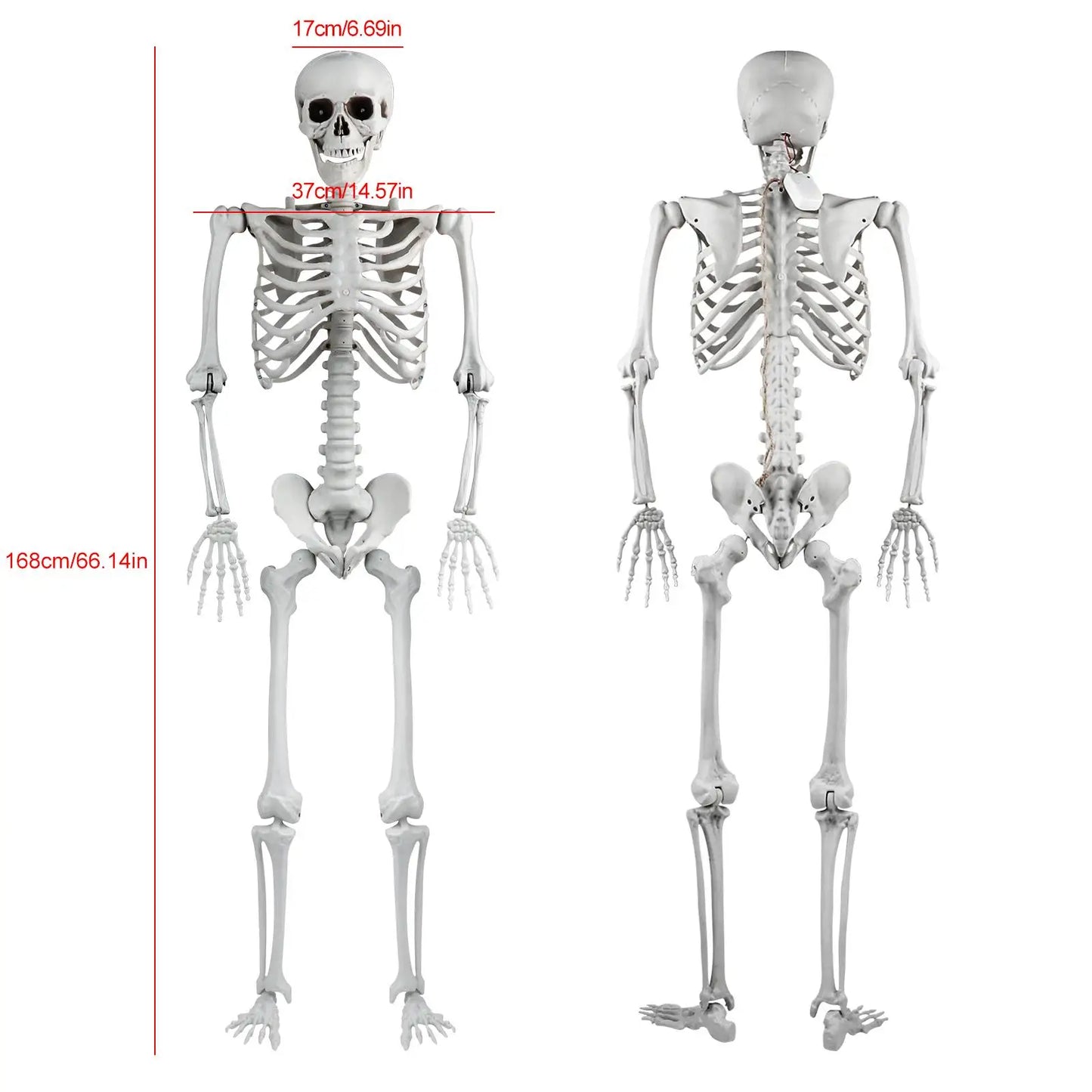 165cm Realistic Plastic Halloween Skeleton Decoration with Adjustable Joints for Home Ornament
